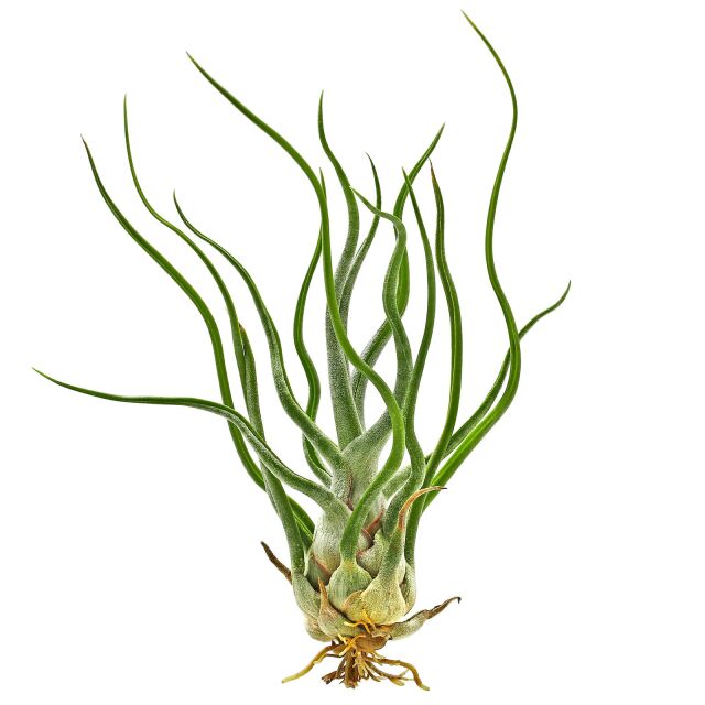 Tillandsia Showtime Aquasabi Aquarium Shop