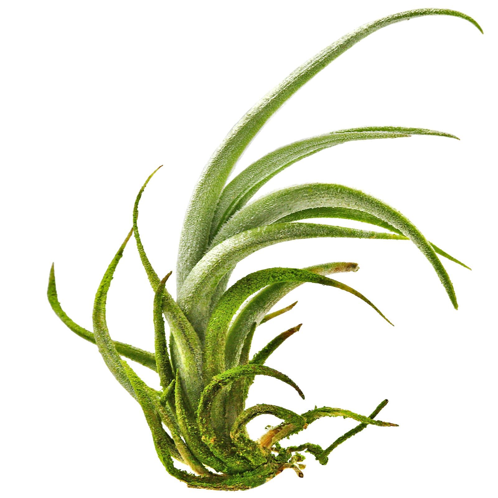 Tillandsia Fresnilloensis Einzelpflanze Mini Aquasabi Aquarium Shop