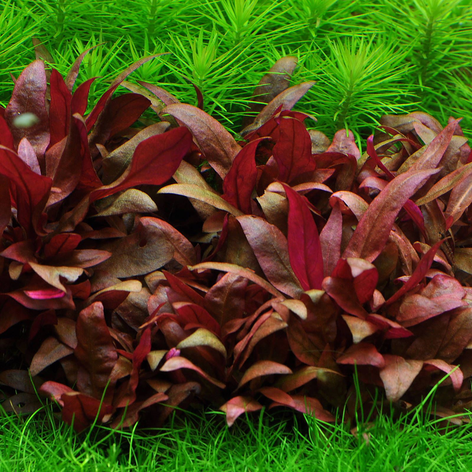 Alternanthera reineckii 'Mini' | Aquasabi - Aquaristik Shop