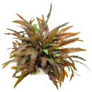 Cryptocoryne wendtii "Affinis Rot"