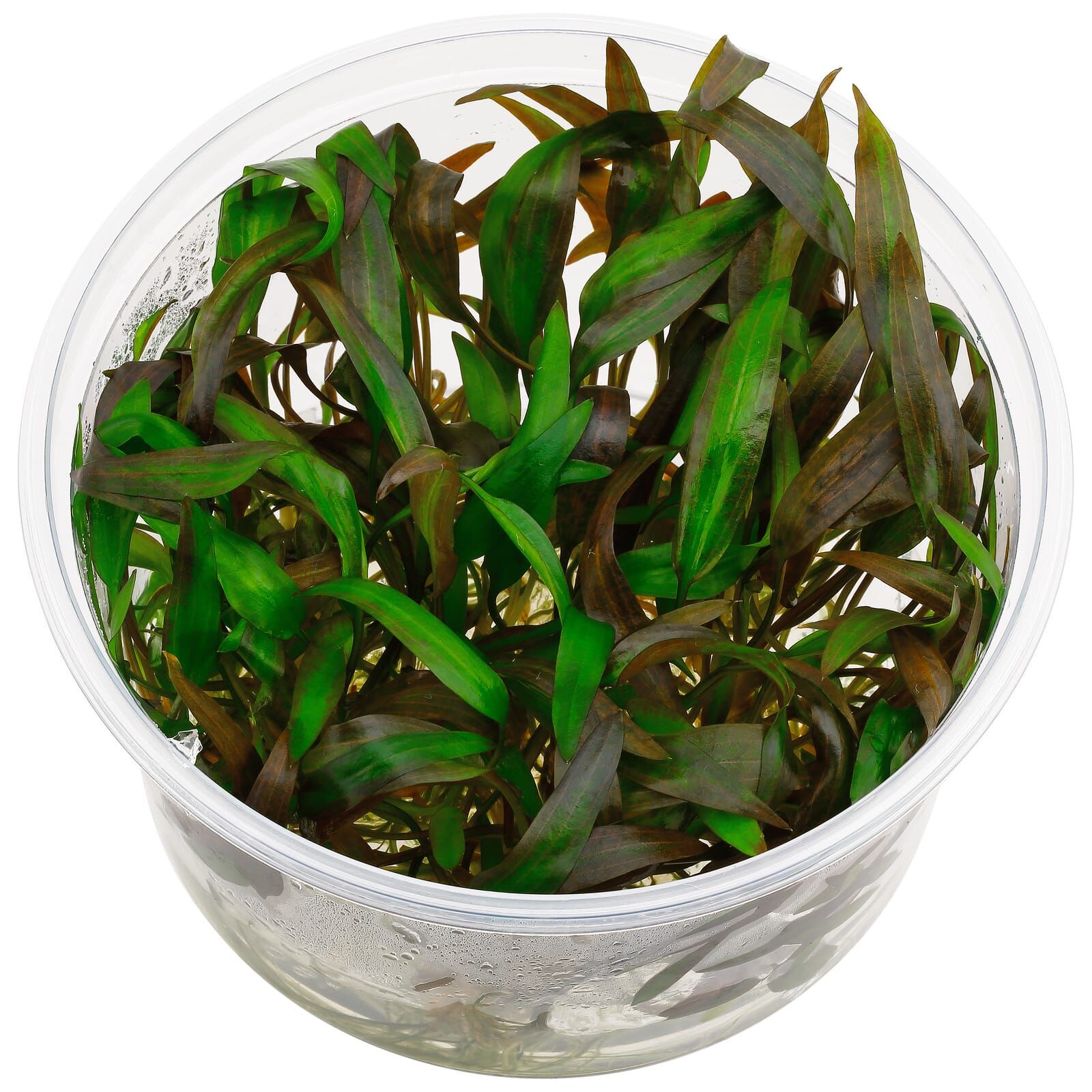 Cryptocoryne wendtii