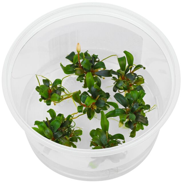 Bucephalandra sp. &quot;Serimbu Brown&quot; - in Vitro XL