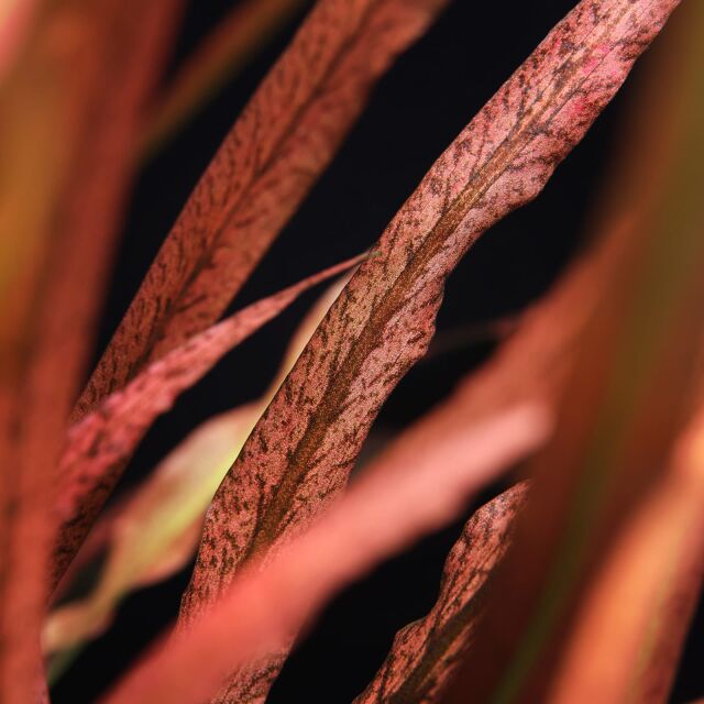 Cryptocoryne spiralis 'Red'