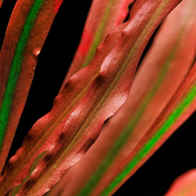 Cryptocoryne spiralis 'Red'