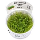 Leptodictyum riparium - 1-2-GROW!