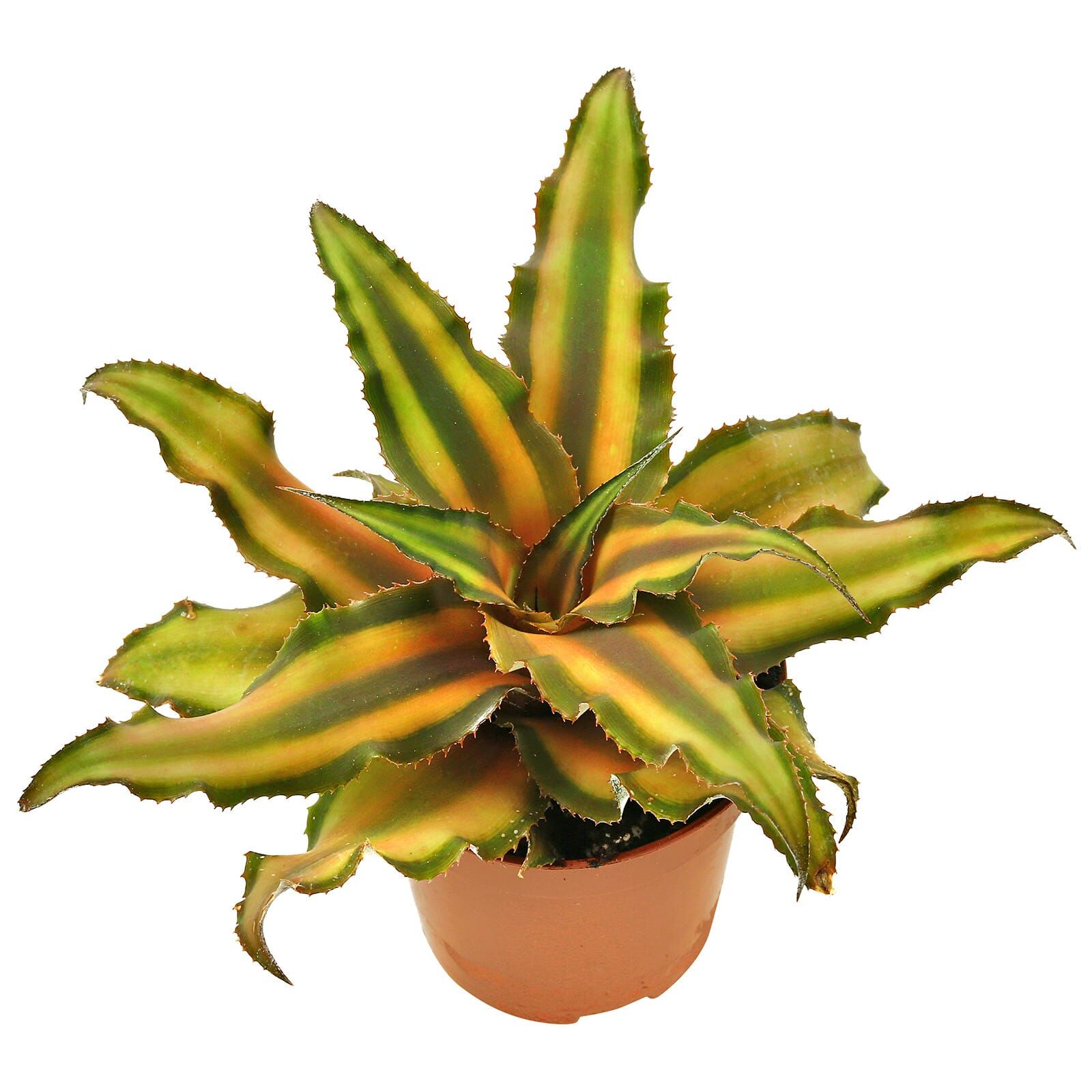 Cryptanthus bivittatus &quot;Brown&quot;