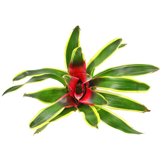 Neoregelia 'Franca'