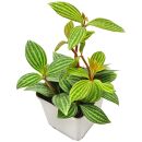 Peperomia tetragona