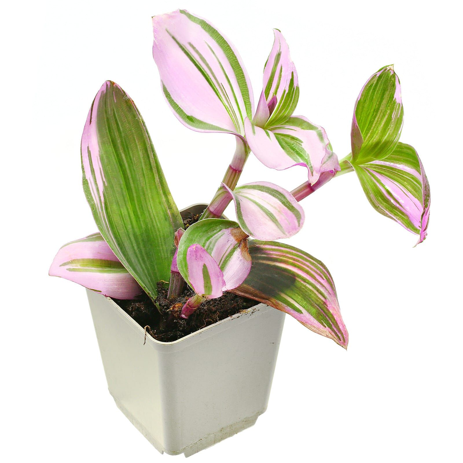 Tradescantia cerinthoides 'Nanouk'