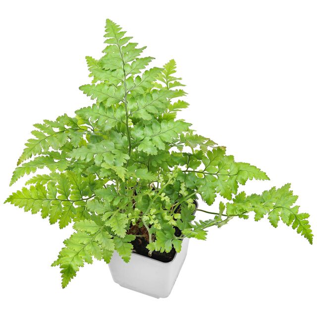 Asplenium 'Parvati'