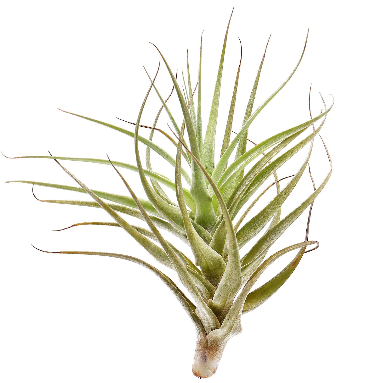 Tillandsia bergeri