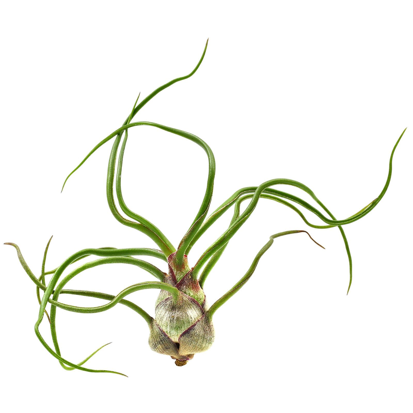 Tillandsia bulbosa