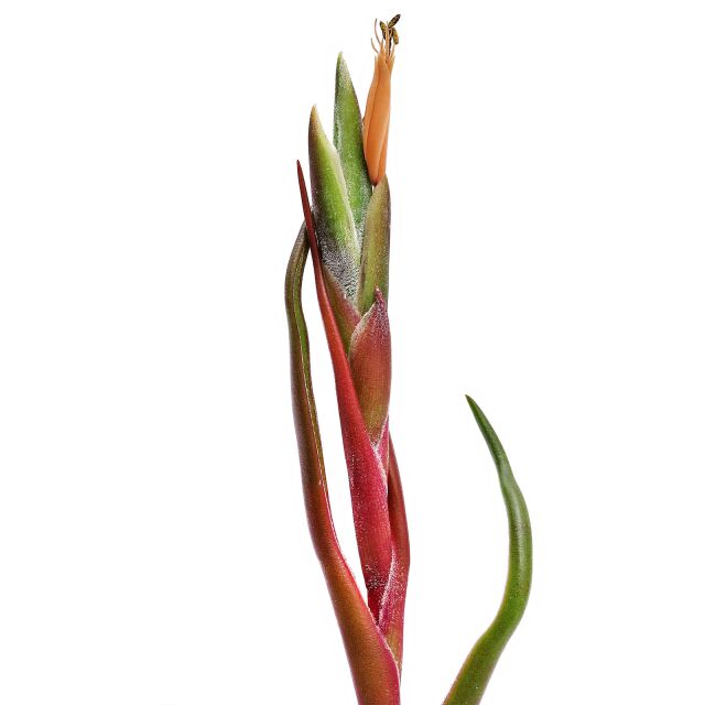 Tillandsia bulbosa