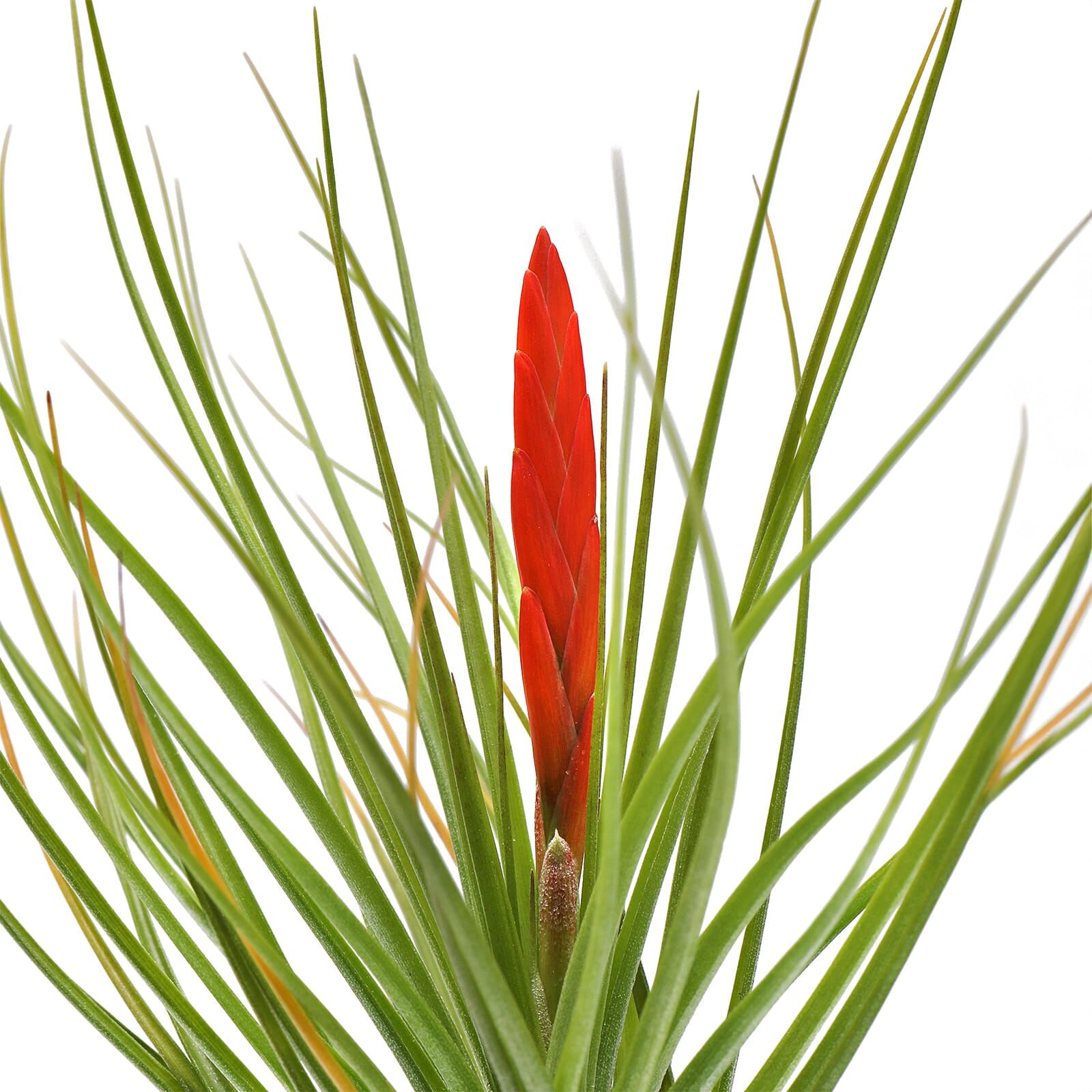 Tillandsia caulescens - Einzelpflanze - M | Aquasabi - Aquaristik Shop