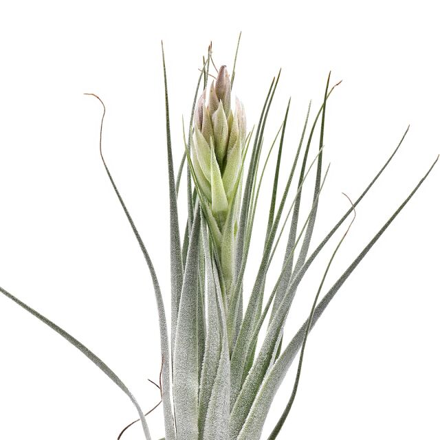 Tillandsia gardneri