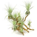 Tillandsia gardneri