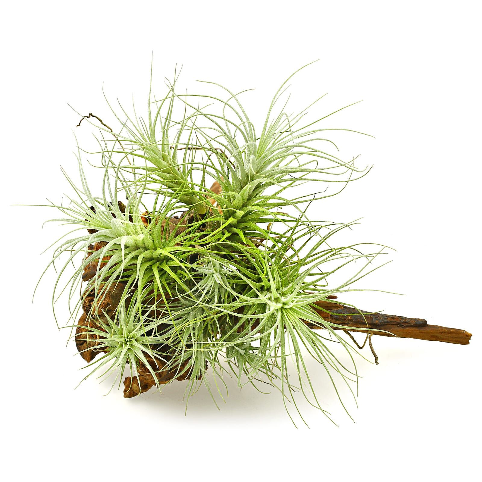 Tillandsia heteromorpha