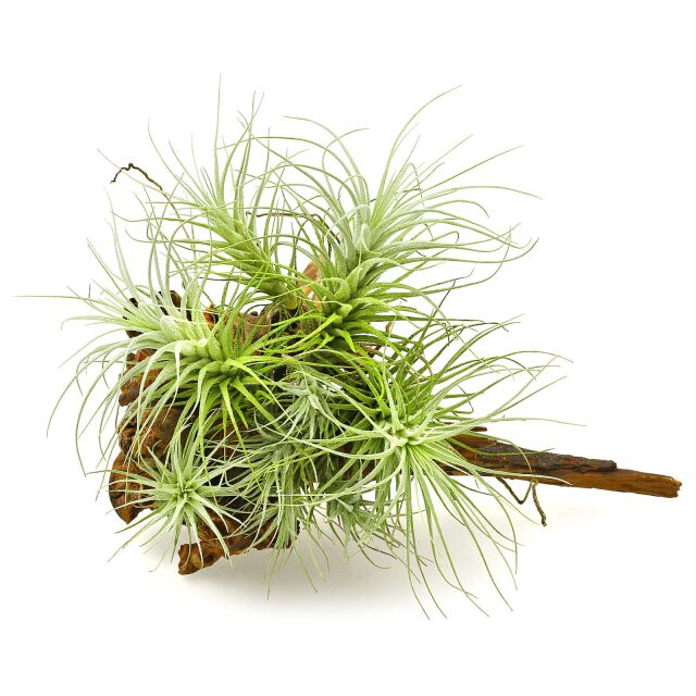 Tillandsia heteromorpha