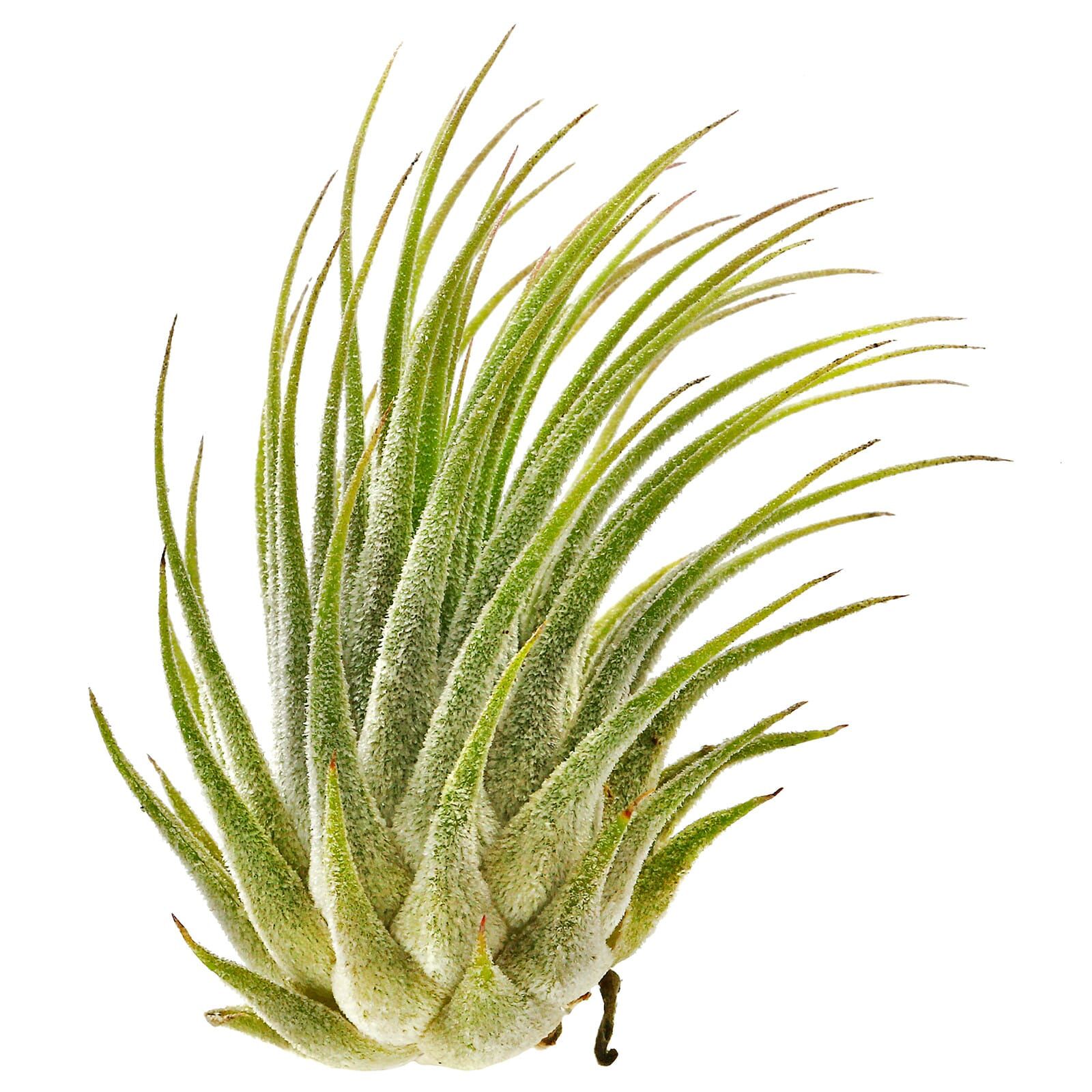 Tillandsia ionantha var. ionantha 'Silver'