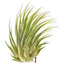 Tillandsia ionantha var. ionantha Silver