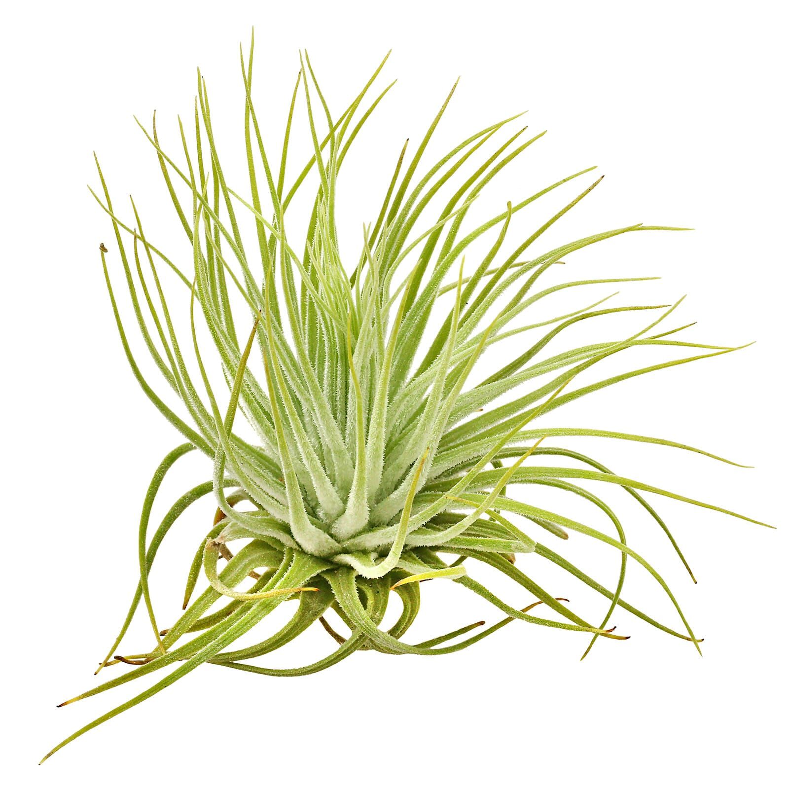 Tillandsia magnusiana