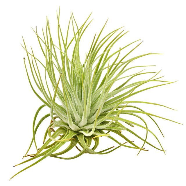 Tillandsia magnusiana