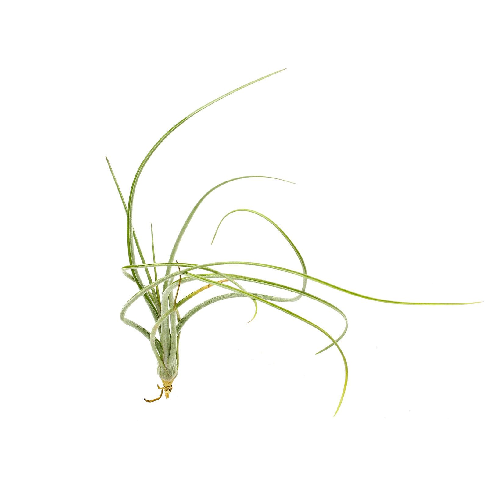 Tillandsia pseudobaileyi