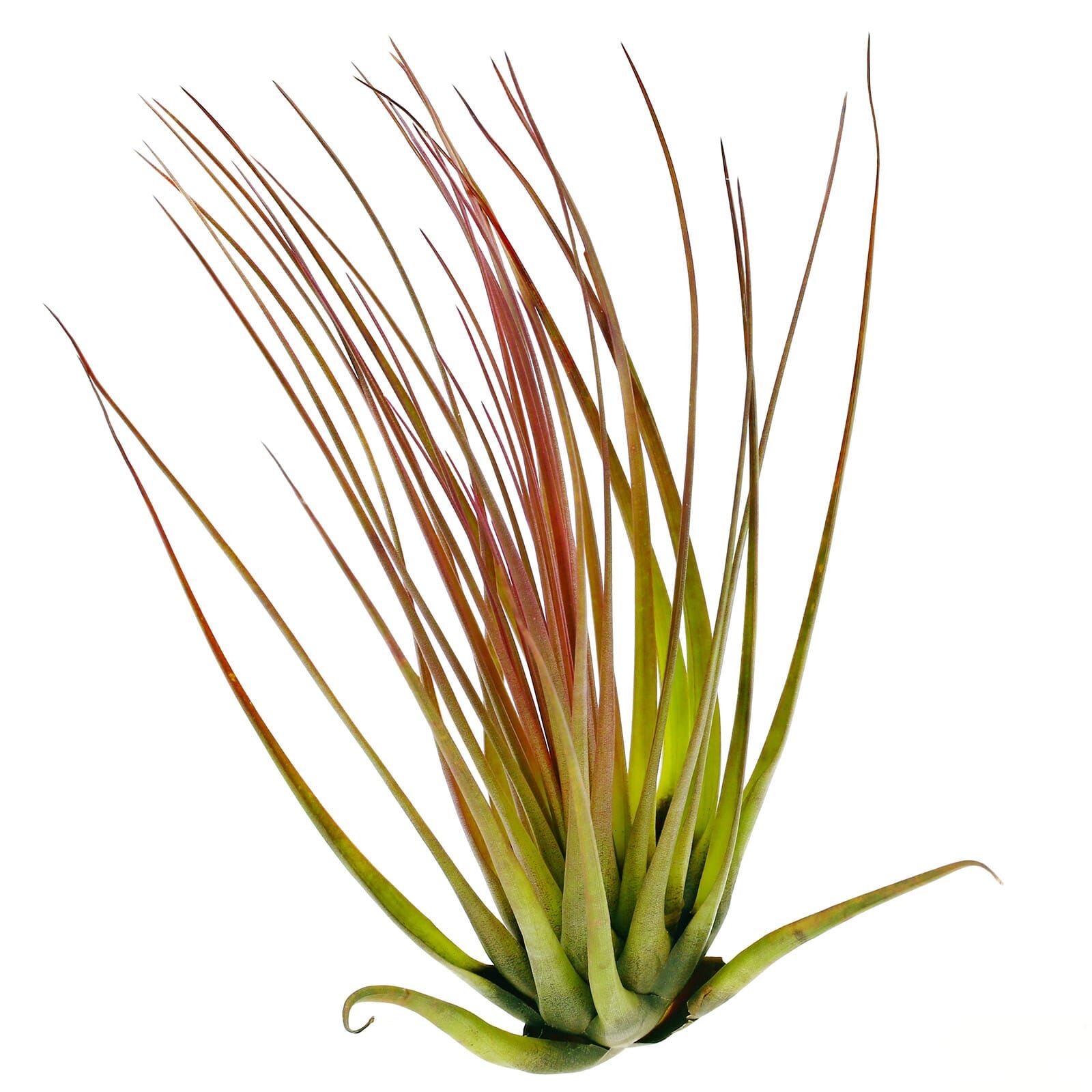 Tillandsia tricolor &quot;Melanocrater&quot;