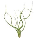 Tillandsia Wavy Wonder