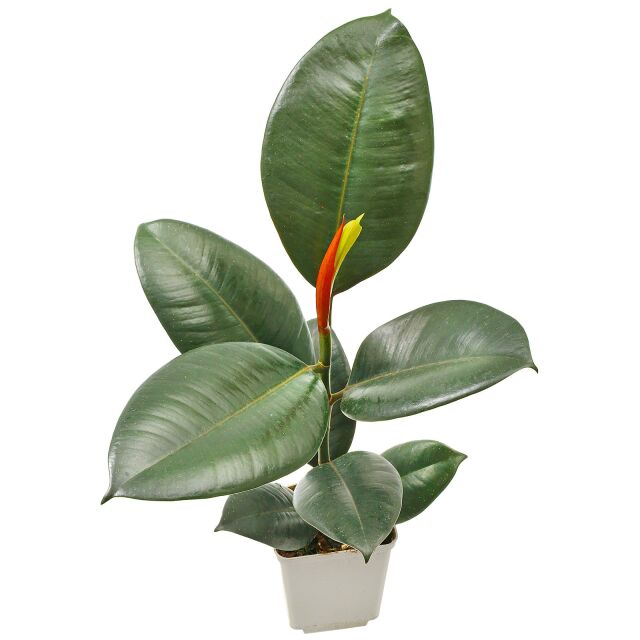 Ficus elastica &quot;Dunkellaubig&quot;