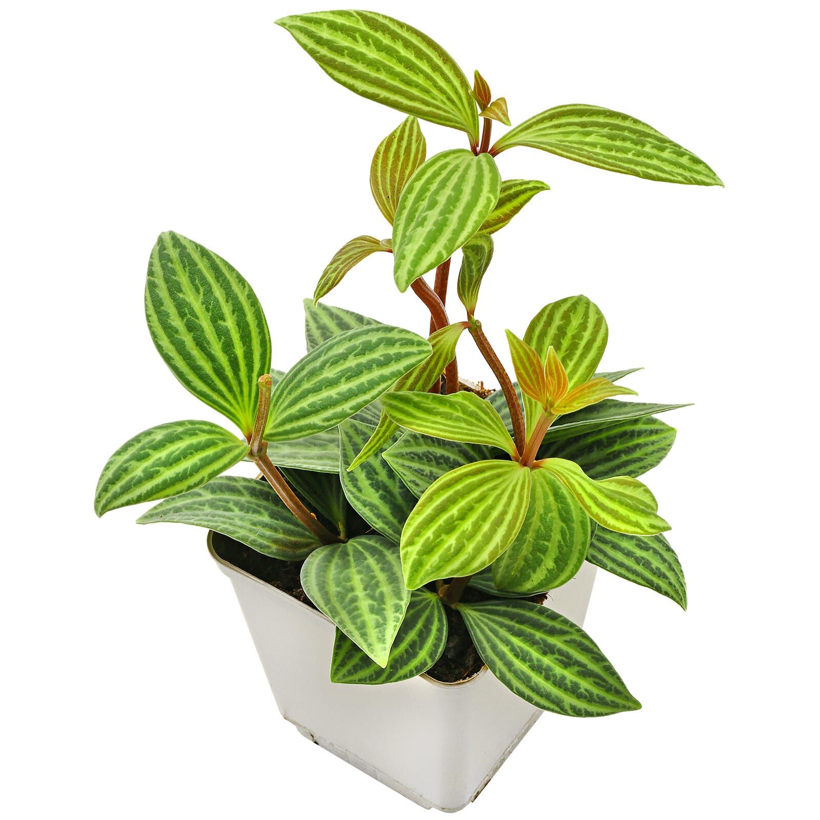 Peperomia tetragona