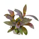 Tradescantia pallida - Topf L