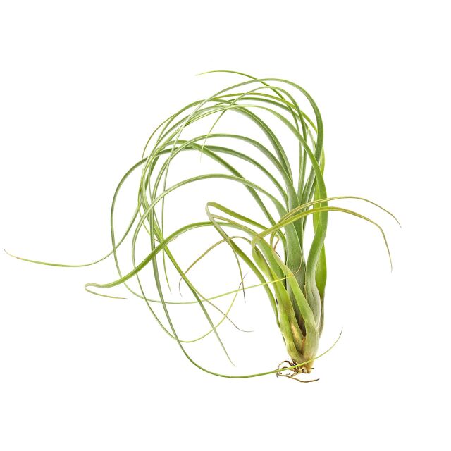 Tillandsia balbisiana