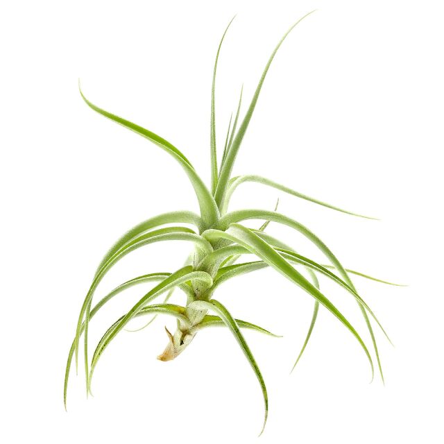 Tillandsia bergeri