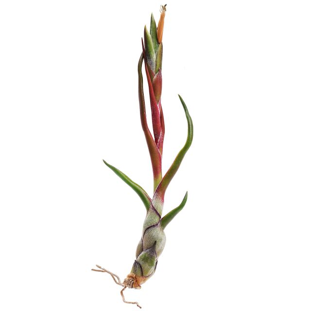 Tillandsia bulbosa