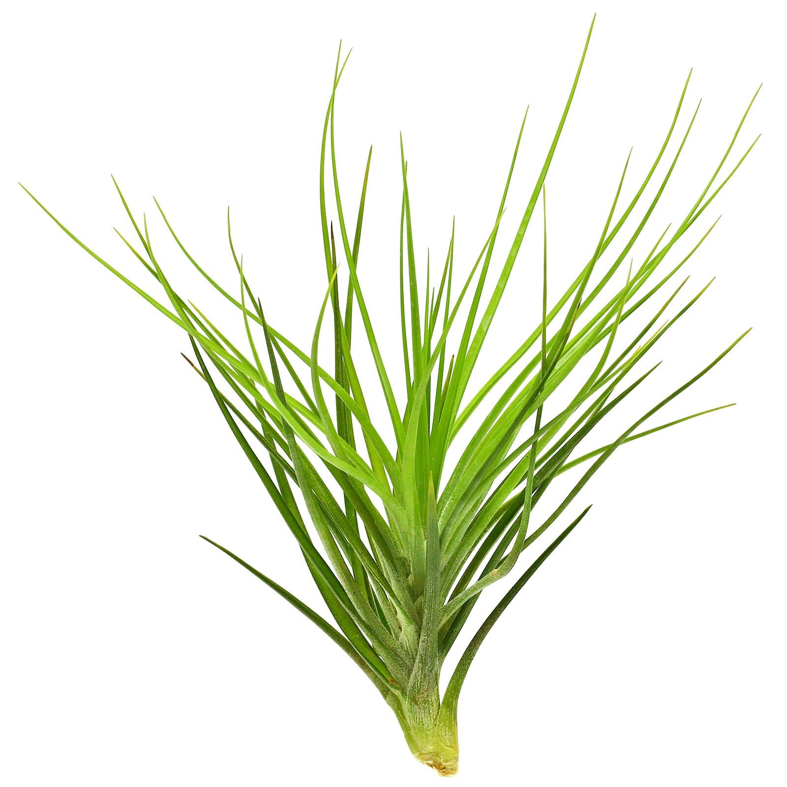 Tillandsia caulescens - Einzelpflanze - M | Aquasabi - Aquaristik Shop