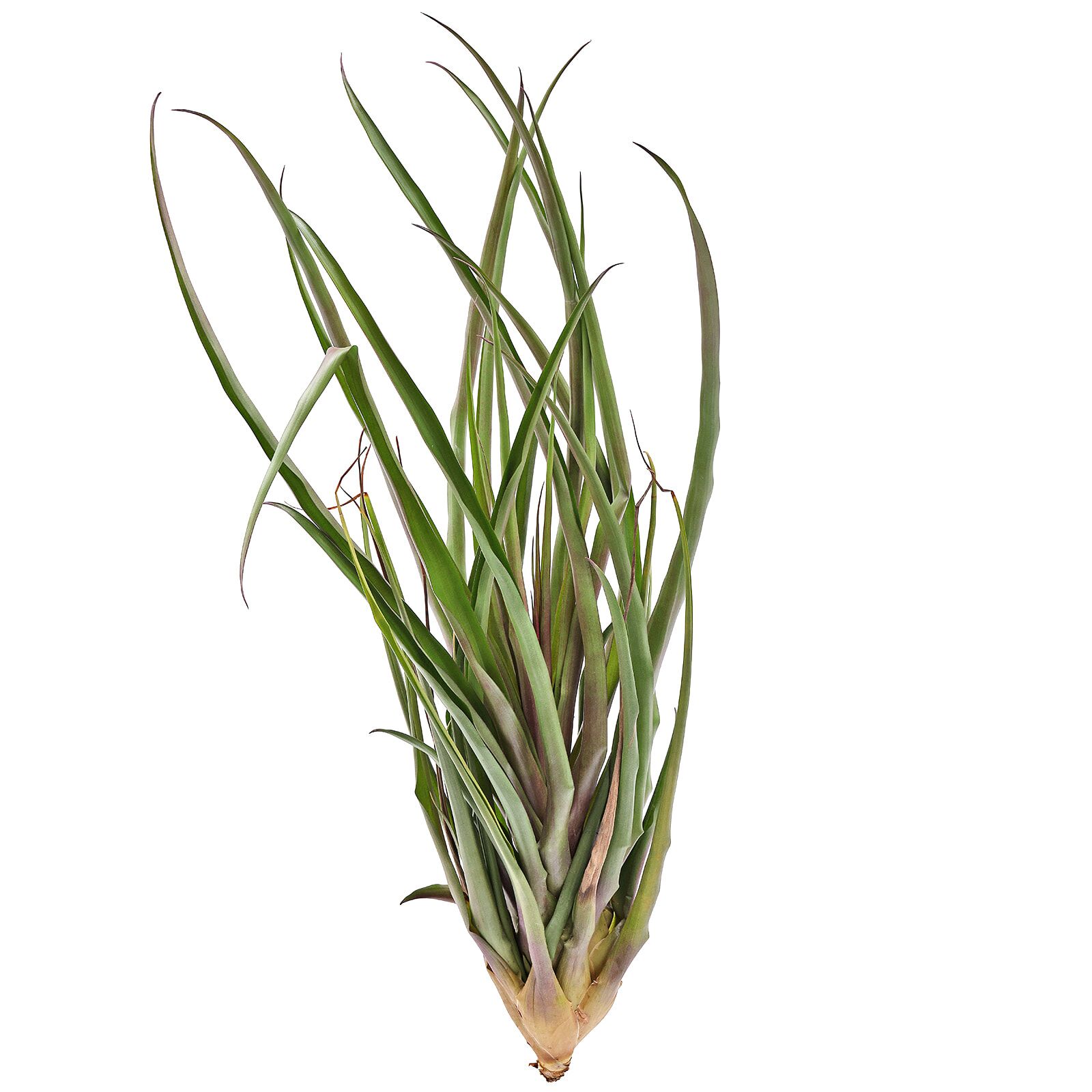 Wallisia cyanea (Tillandsia cyanea) 'Anton' - Einzelpflanze - XL - 40 ...