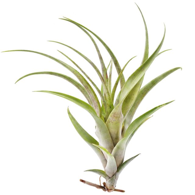 Tillandsia flexuosa 'Vivipara'