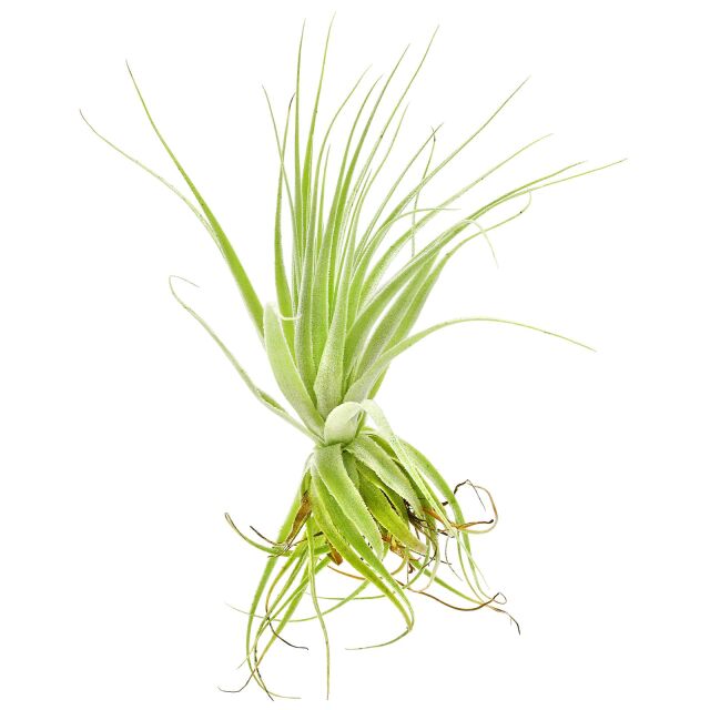 Tillandsia gardneri