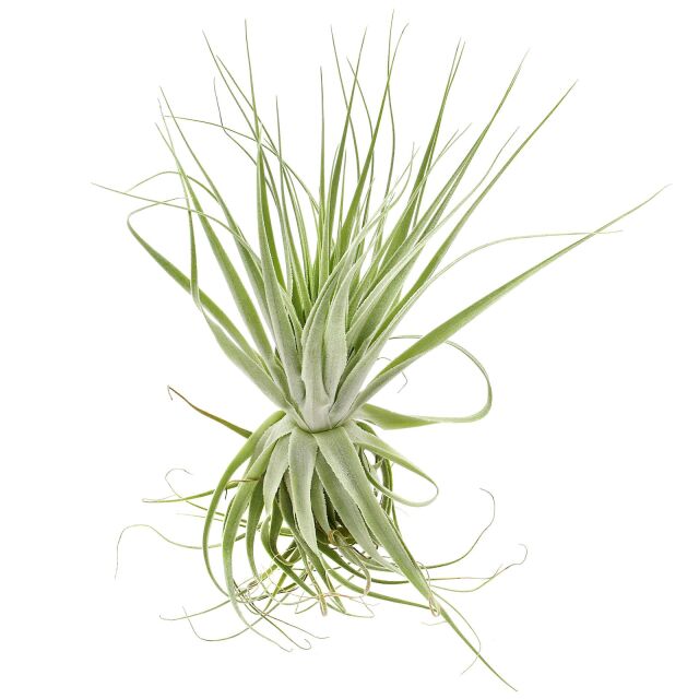 Tillandsia gardneri