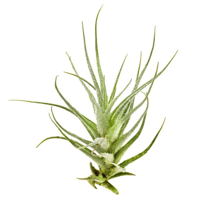 Tillandsia heteromorpha