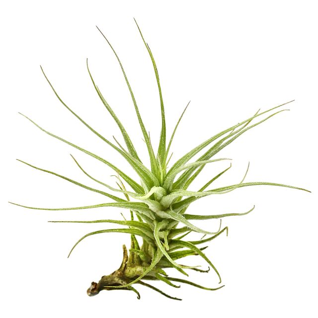 Tillandsia heteromorpha