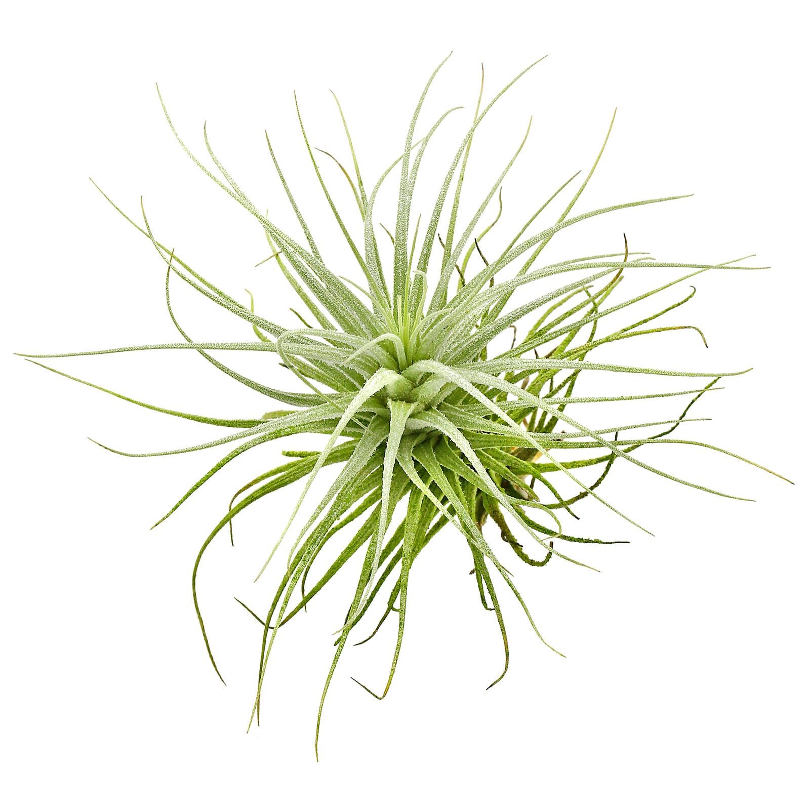 Tillandsia heteromorpha