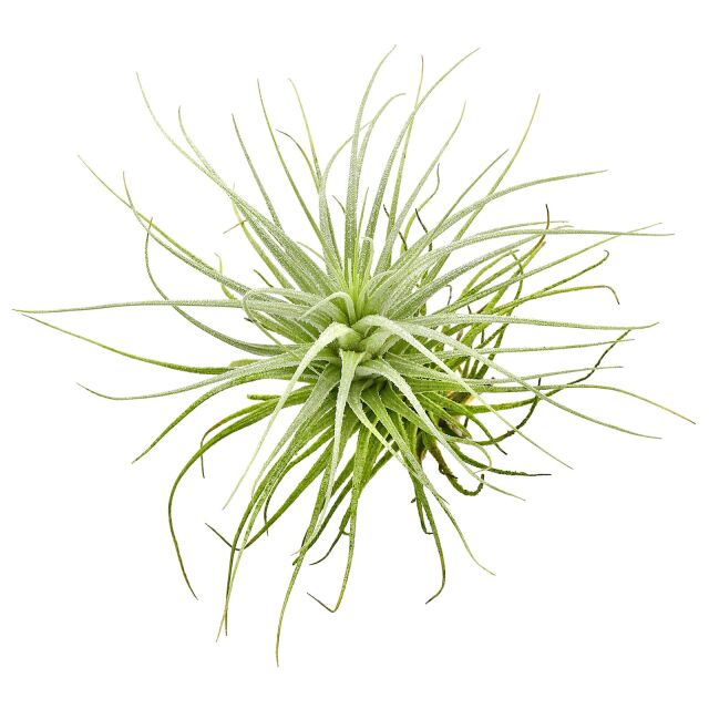 Tillandsia heteromorpha