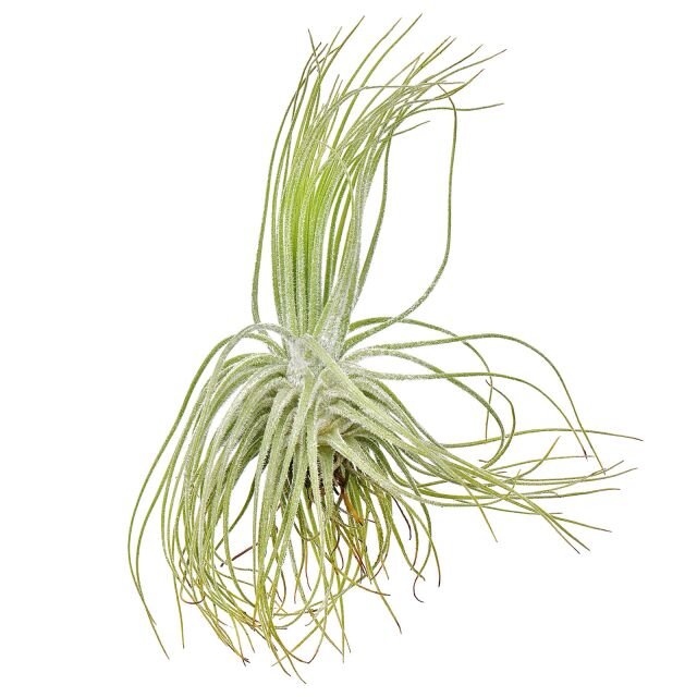 Tillandsia magnusiana