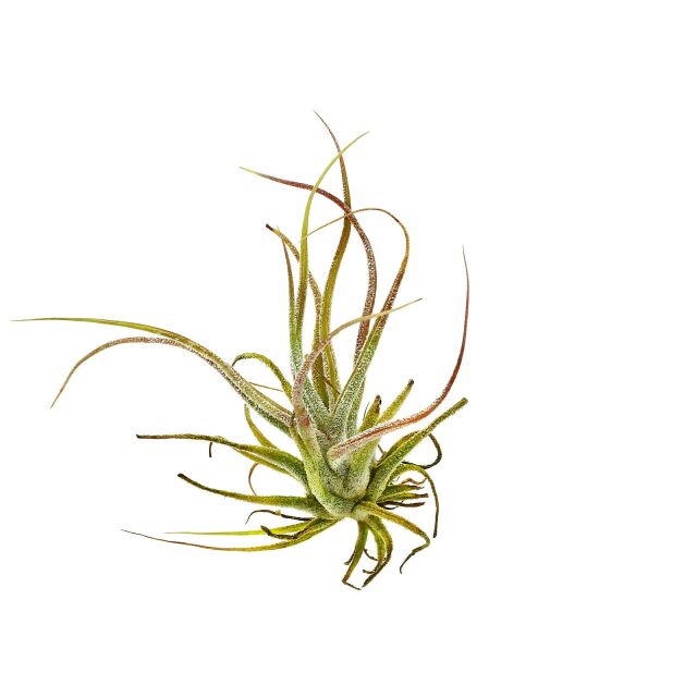 Tillandsia pruinosa