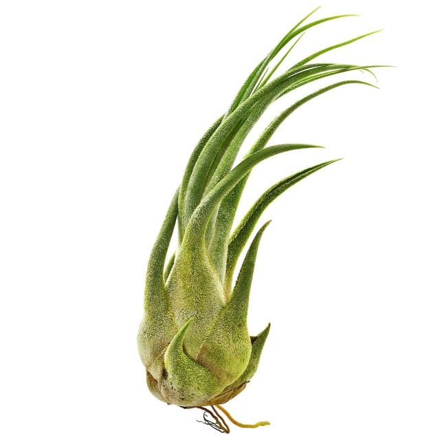 Tillandsia seleriana