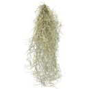 Tillandsia usneoides - M - 50-60 cm