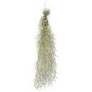 Tillandsia usneoides "Grob Silber" - M - 50-60 cm