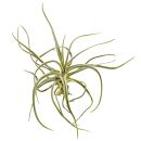 Tillandsia lepidosepala